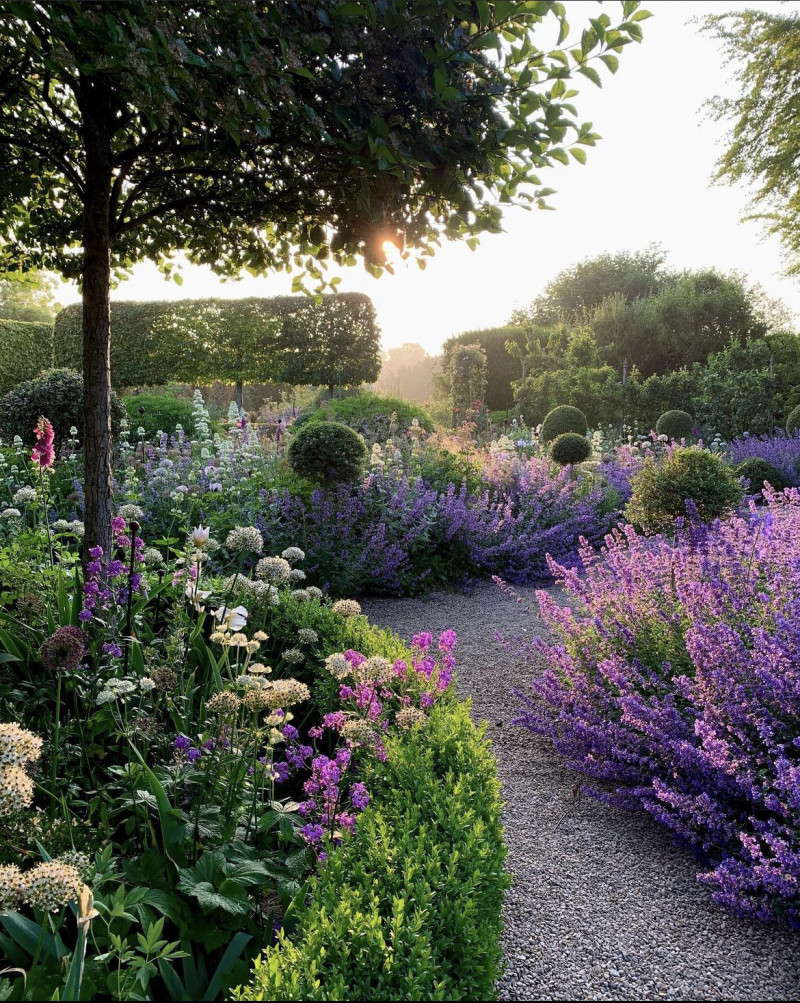 Lanbloeiende-vaste-plant-paarse-bloemen-voor-zonnige-border-droge-tuin