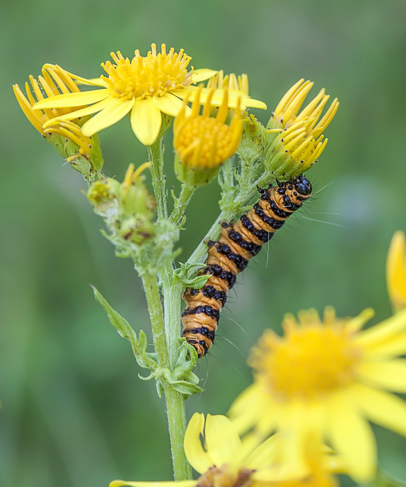 Zwart-geel-ringen-rups-welke-vlinder