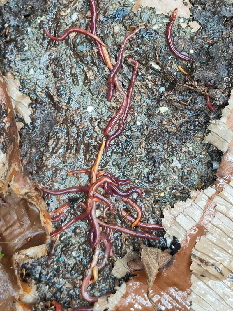Mulchen-in-de-tuin-bodemleven-wormen-actief-leven-mulchlaag