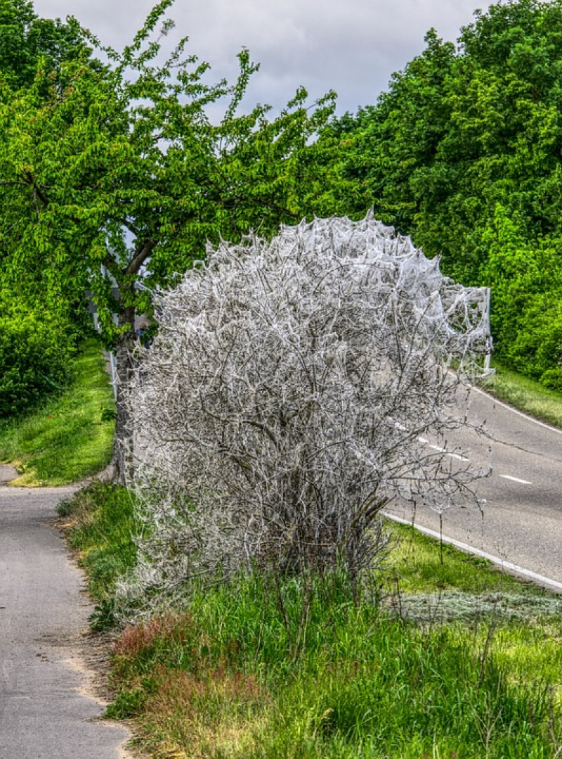 spinselmot-bomen-ingepakt-met-enorme-witte-lijkt-op-spinenwebben-wat-is-het-enoverleeft-de-boom-dit