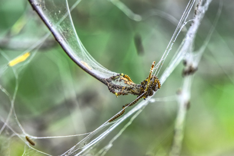 spinselmot-gele-rupsen-met-zwarte-stippen-bomen-ingepakt-door-witte-plakerige-webben