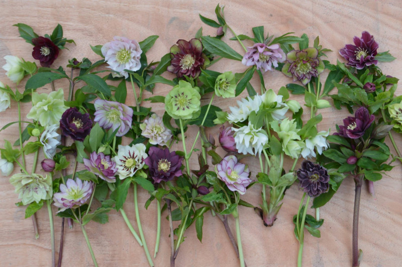 helleborus-soorten-winterbloeiende-vaste-planten-dubbele-enkele-bloemen-rood-wit-geel-paars