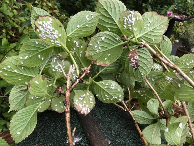 Woldopluis-planten-middel-bestrijding-luizen-wit-wollig