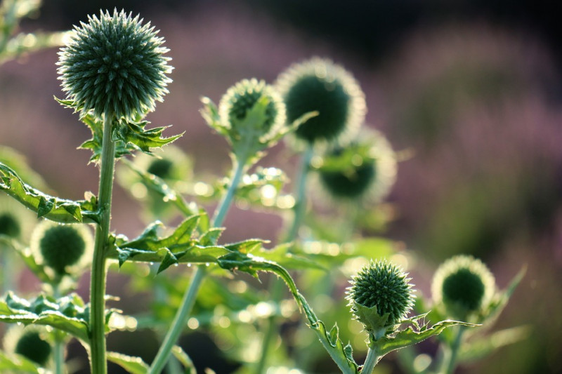 Echinops-Distels-Globe-Distels-kogeldistel-Bloemen