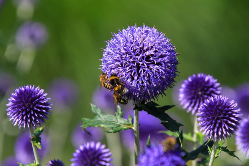 Echinops-Distels-Globe-Distels-kogeldistel-Bloemen