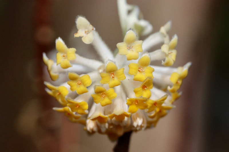 thymelaea-plants-Edgeworthia-chrysantha-Grandiflora