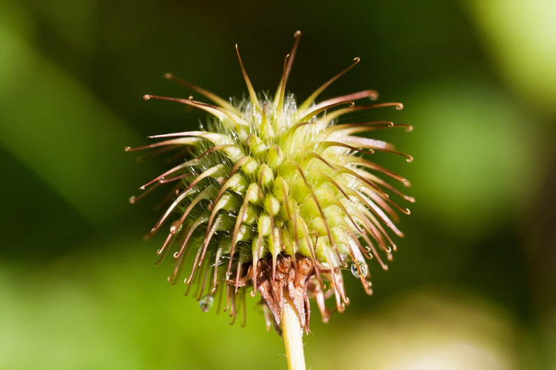 Echte-Kruidnagelwortel-Geum-Urbanum-eetbare-wilde-planten