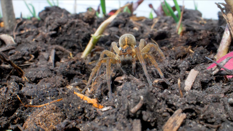 Bodemleven-biodiversiteit-grondverbetering-mulchen-tuinieren-met-de-natuur-mee