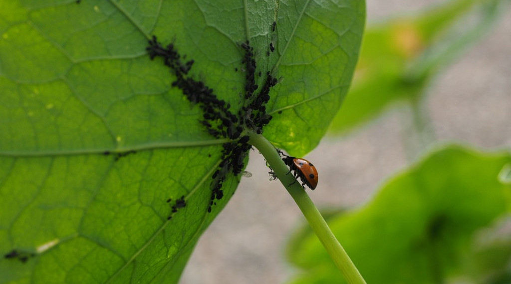 Afbeelding bij Bladluis bestrijden op een natuurlijke manier