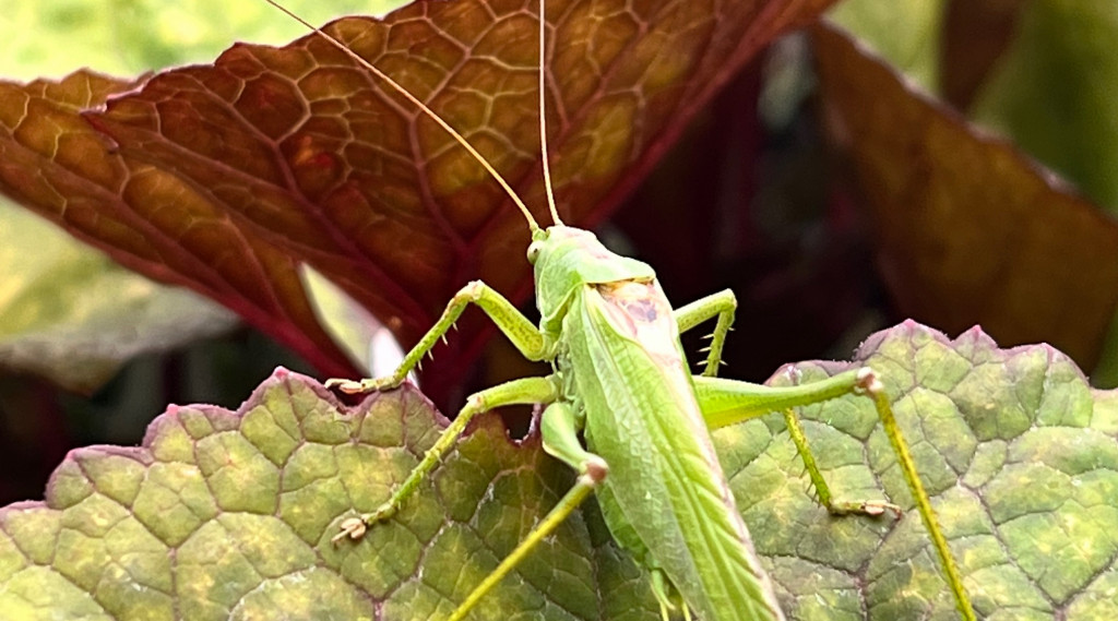 Afbeelding bij Je bent lekker aan het tuinieren