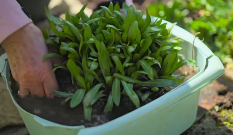 planten-verplanten-vaste-planten-scheuren-vermeerderen-tip-uitleg