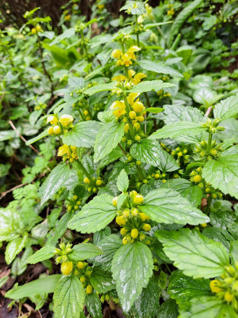 Voorjaarsbloemen-schaduwplanten-tuinieren-bodembedekker