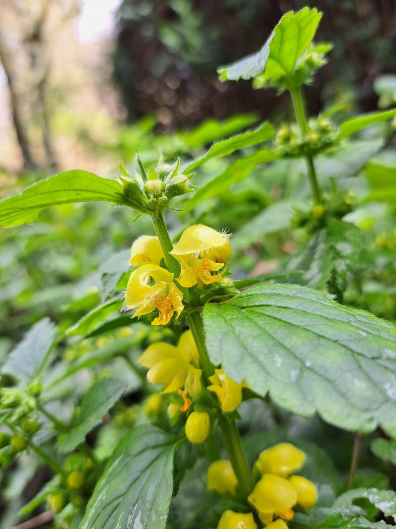 Schaduwplant-voorjaarbloeier-bloemen-geel