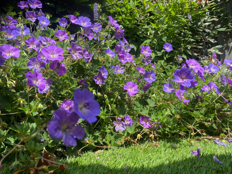 Geranium Rozanne is een zeer langbloeiende vaste plant ( Mei tot November)