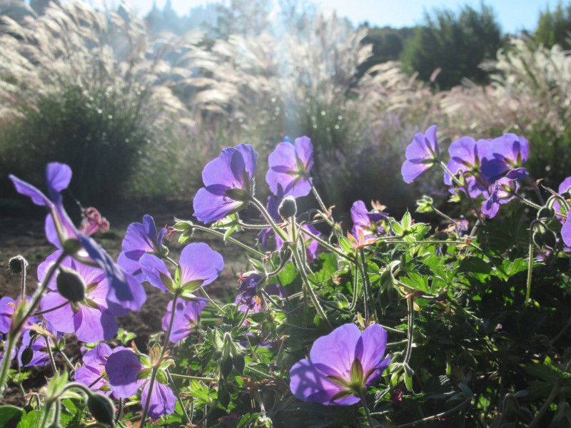 Geranium-rozanne-paars-bloeiende-vaste-planten-die-lang-bloeien