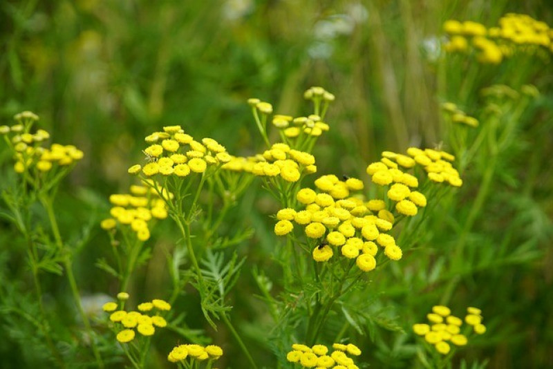 geurende-planten-nuttig-tegen-insecten-plagen-moestuin-borderplanten-inheemse