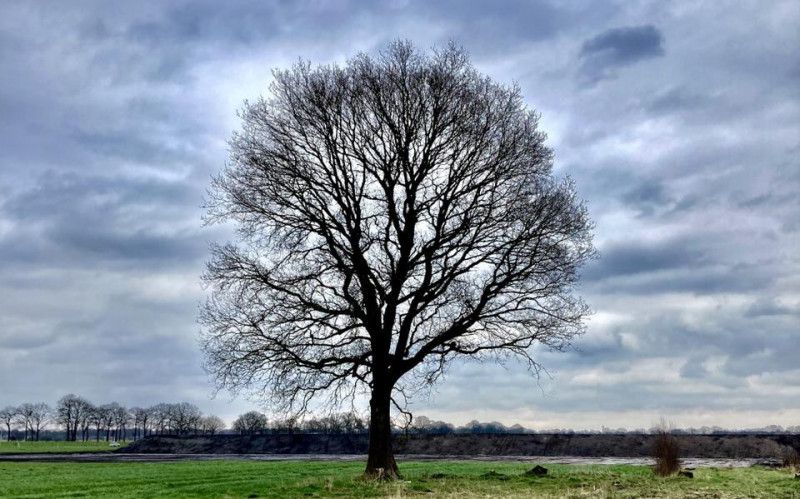 monumentale-bomen-worden-gekapt-mag-dat-hoogeveen-zomereik-riegmeer