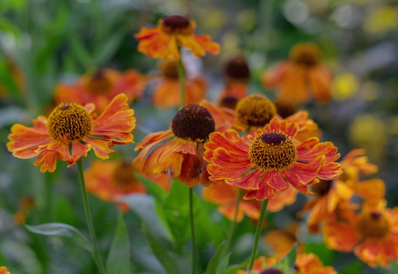 helenium-waltraut-Bloemen-Plantaardige-Asteraceae-zonnekruid-oranje-rode-bloemen-vaste-planten