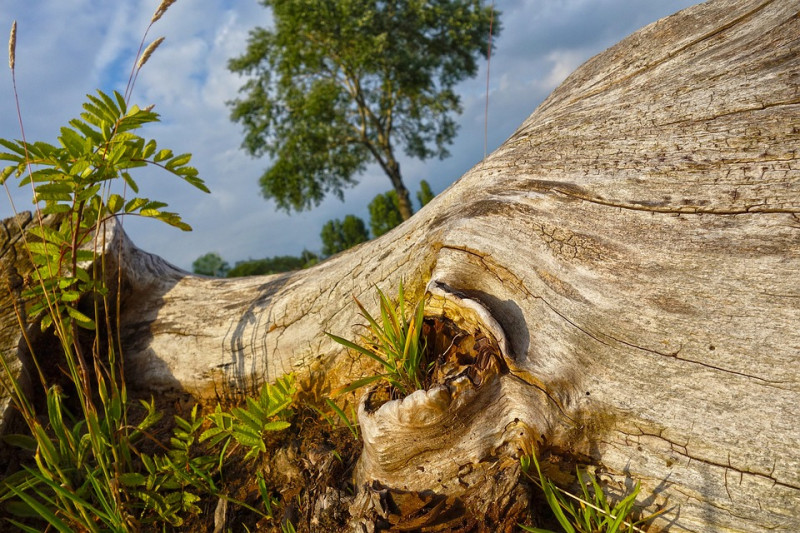 Hoeveel-bomen-stonden-er-vroeger-in-nederland-wat-is-het-verschil-met-nu