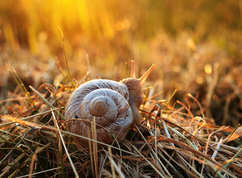 Tips-slakken-vermijden-verwijderen-moestuin-manieren