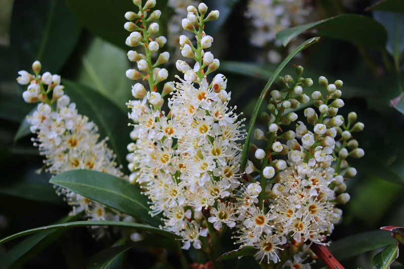 laurierhaag-snoeien-zodat-hij-volgend-jaar-ook-bloemen-krijgt-en-gaat-bloeien-welke-tijd-snoeien