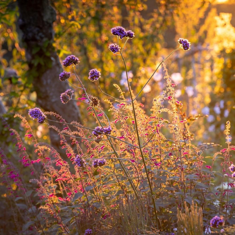 planten-die-een-natuurlijke-hoogte-aanbrengen-in-een-kleine-tuin