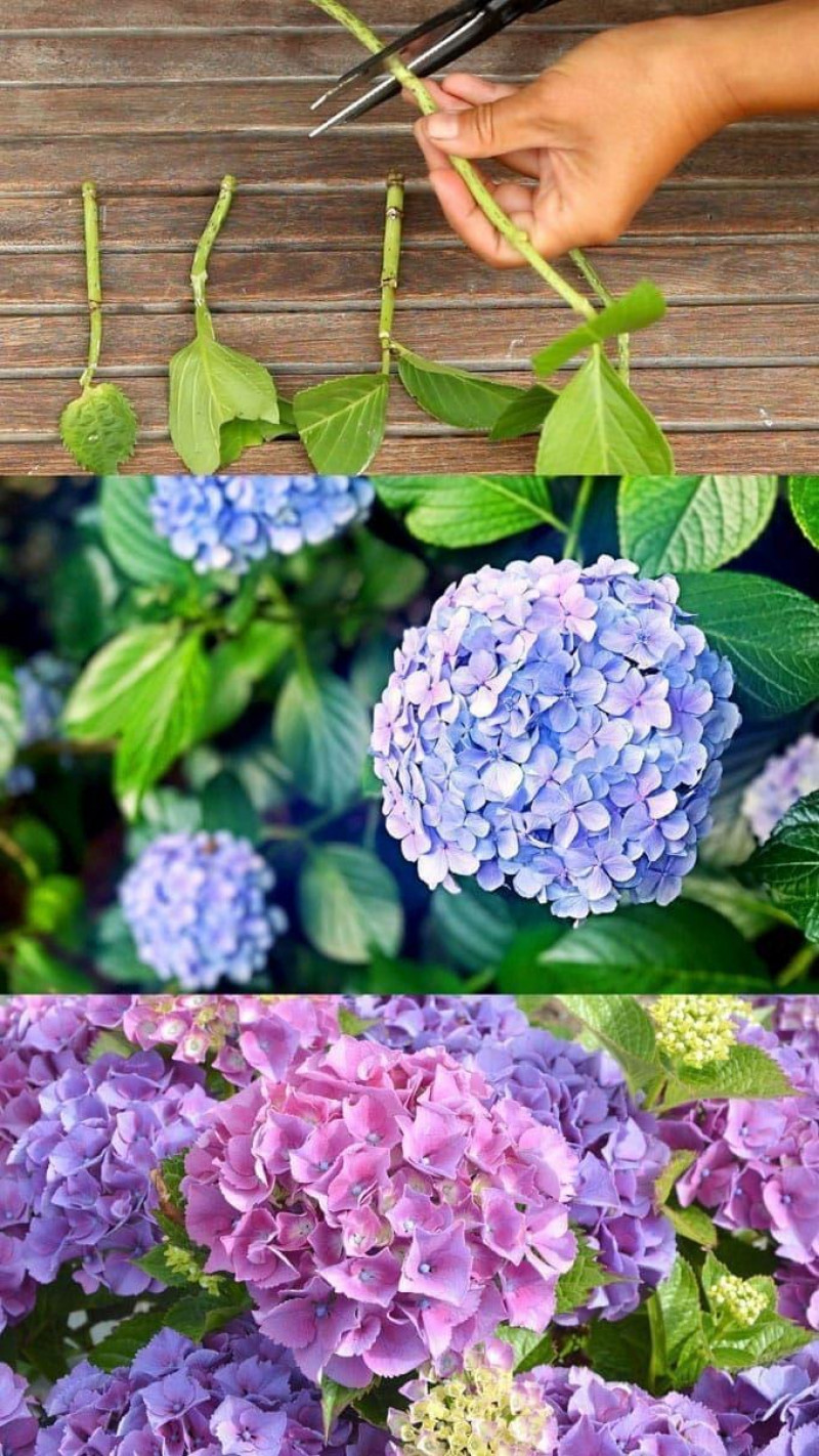 Hortensia stekken tips methode 