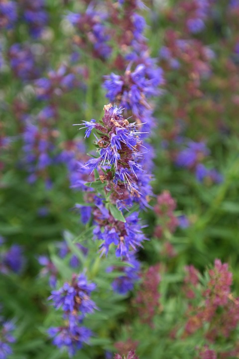 hyssop-hysop-ysop-officinalis-planten