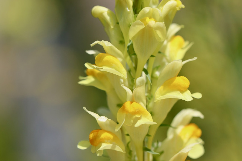 Natuureducatie-Beheer-Inheemse-Plantensoorten-Plantengemeenschappen-Tuinieren