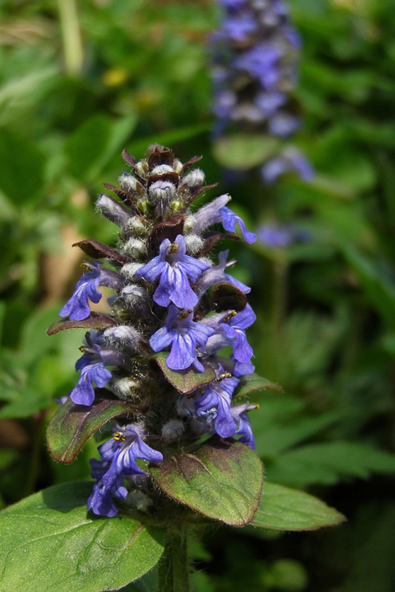 ajuga-reptans-inheemse-bodembedekkende-vaste-plant-eetbaar-geschikt-voor-de-tuin