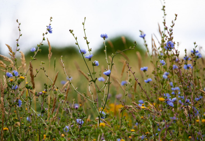 cichorium-intybus-Chichorium-intybus-inheemse-vaste-planten