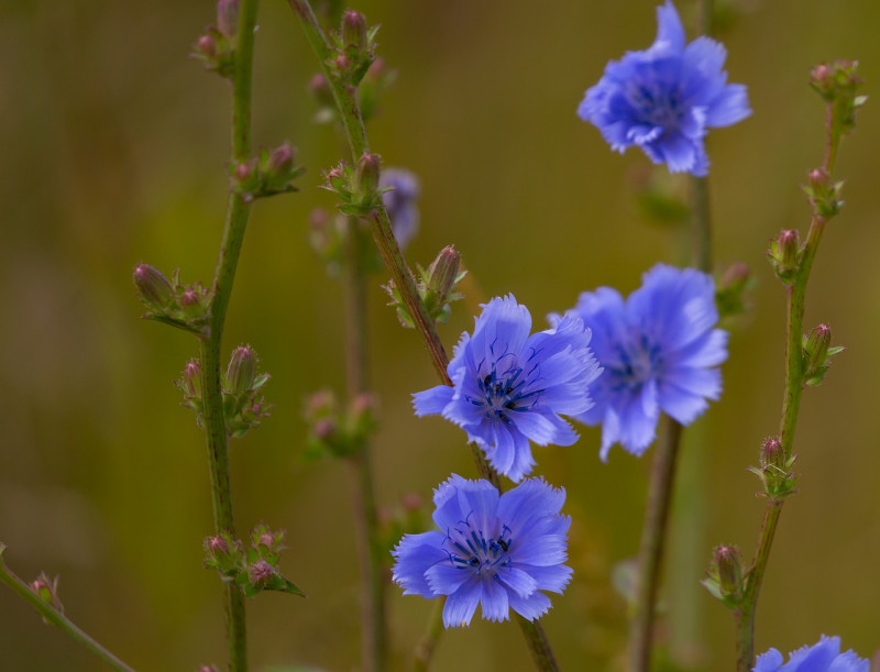 cichorium-intybus-inheemse-vaste-planten-soorten-voor-de-natuur-vriendelijke-tuin