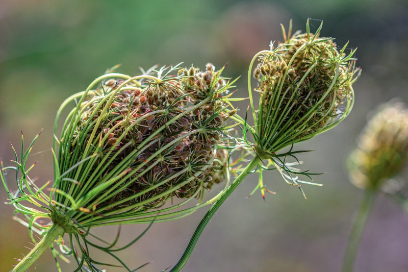 daucus-carota-wilde-peen-vogelnestjes-inheemse-vasteplanten