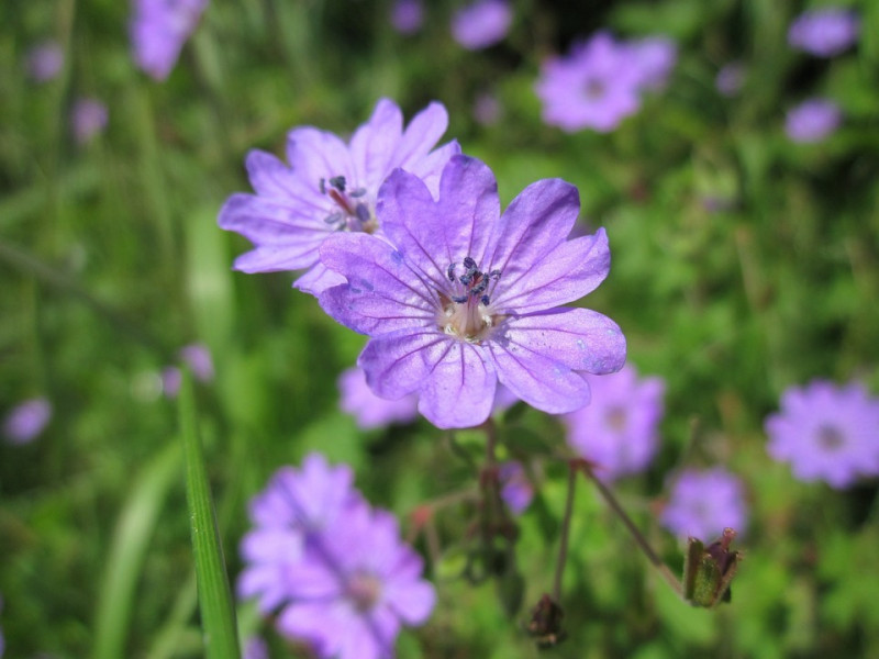 geranium-pyrenaicum-inheemse-vaste-planten-geschikt-voor-de-natuurlijke-tuin