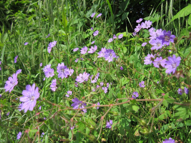 Geranium pyrenaicum