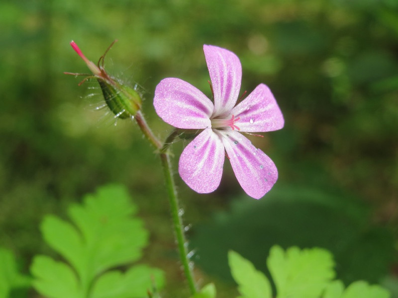 geranium-robertianum-inheemse-wilde-planten-roze-bloemen-schaduwtuin-bijentuin