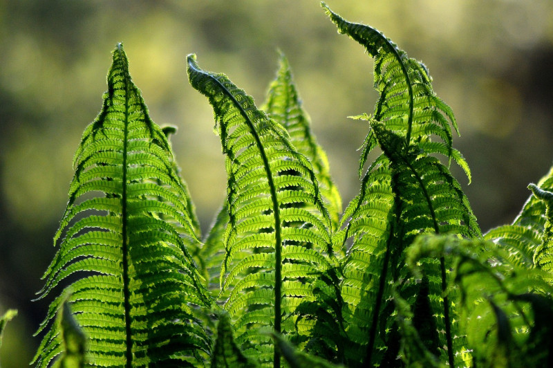 inheemse-planten-tuin-met-varens-schaduwtuin-inrichten-soorten-en-eigenschappen-bevorderen-bodemleven