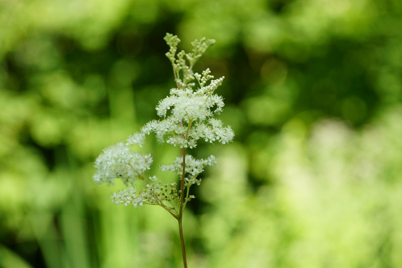 Filipendula-ulmaria-inheemse-tuinplanten-wilde-bloemtuin-insetenplanten-kruidentuinen