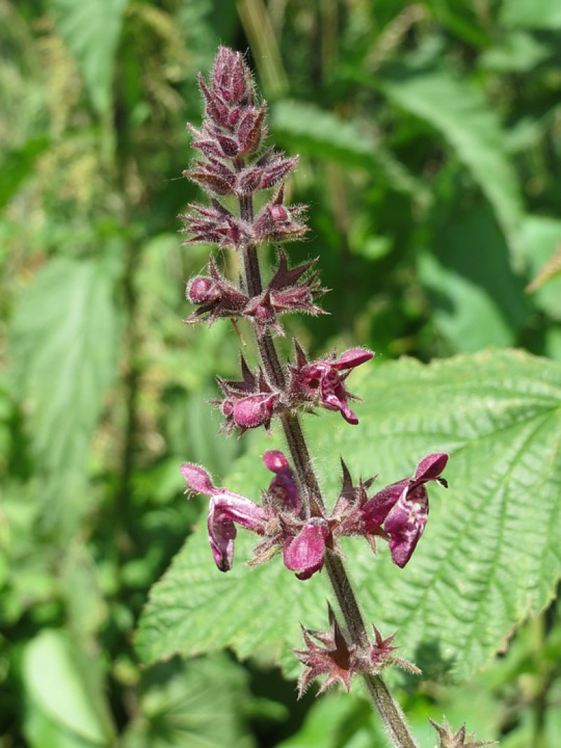 stachys-sylvatica-Bosandoorn-makkelijke-planten-voor-de-inheemse-border-tuin