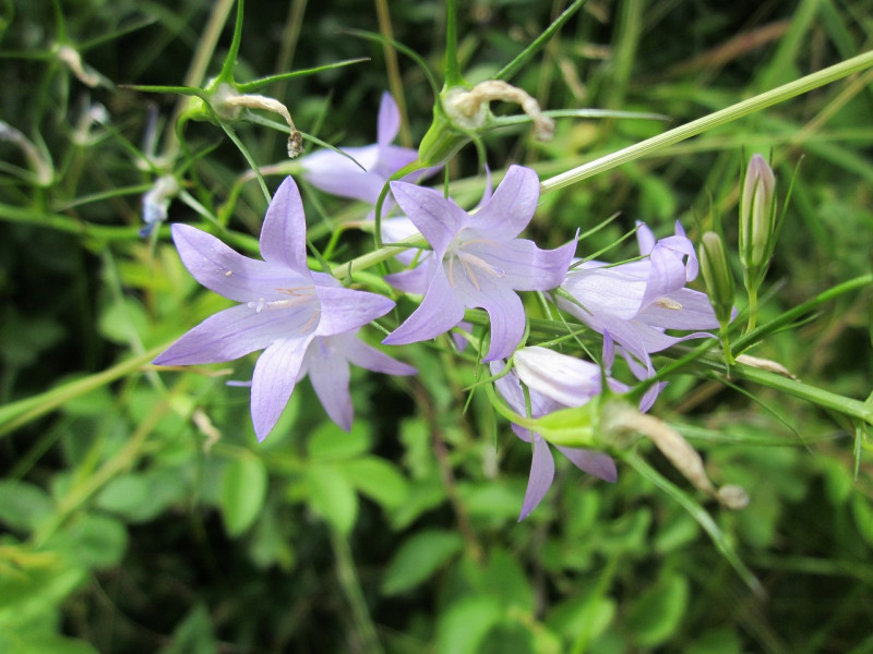 campanula-rapunculus-inheemse-vaste-planten-bodembedekkend