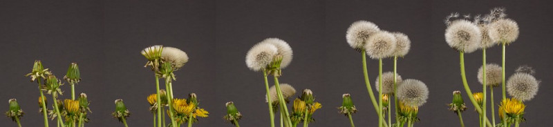 dandelion-paardenbloem-paardenbloemen-nuttig-onkruid-