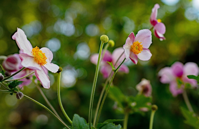 anemone-hupehensis-september-charm-herfstanemoon-herfstbloemen-herfstbloeier