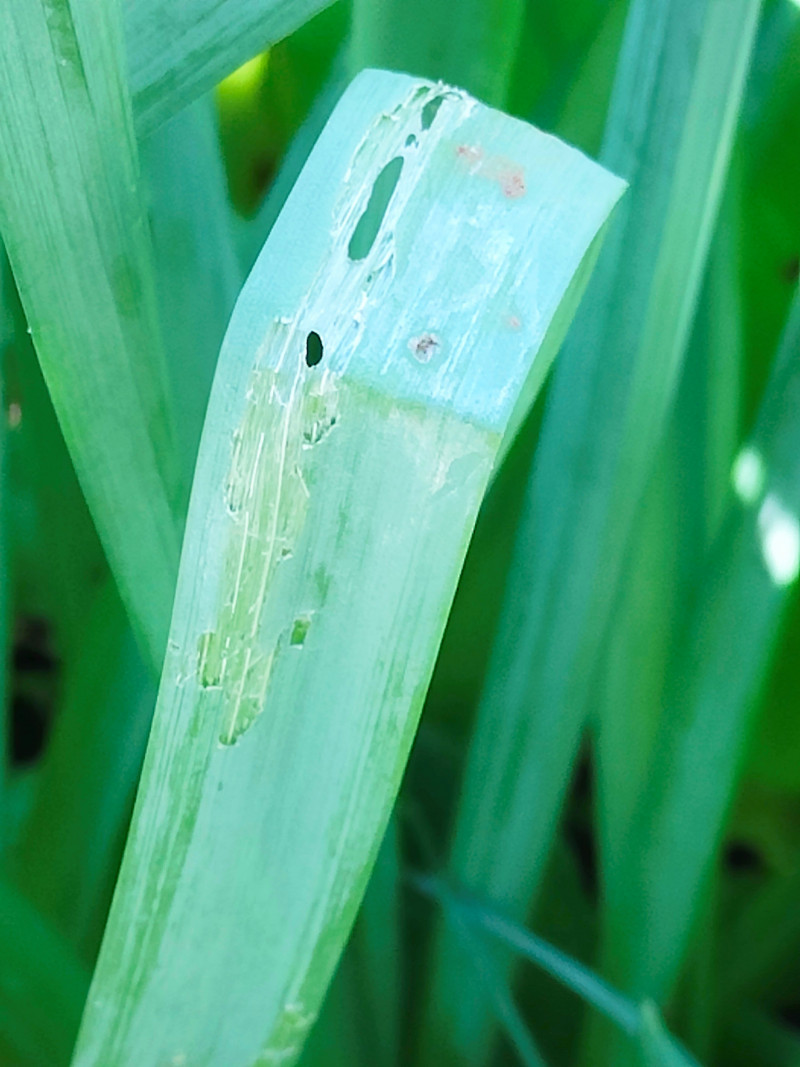 bladplanten-aangevallen-door-naakslakken