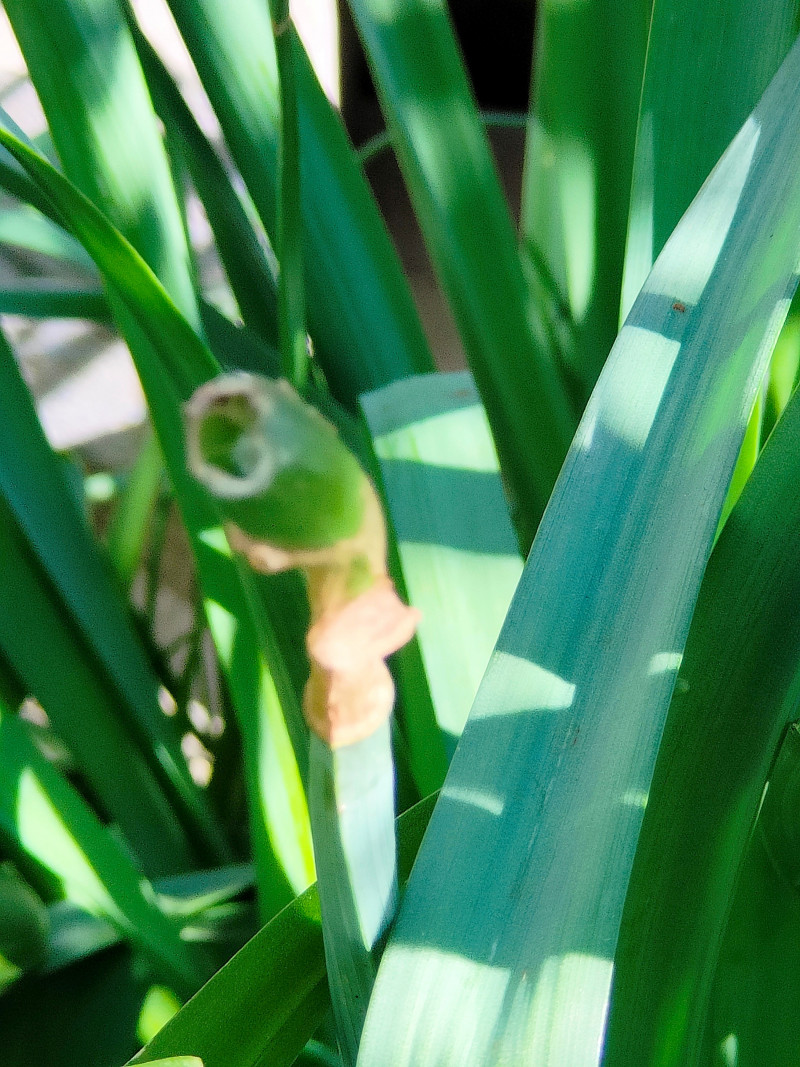 narcisbollen-vraatschade-slakken-bloemen-bladeren