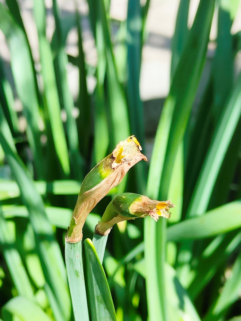 narcissen-worden-opgegeten-door-slakken