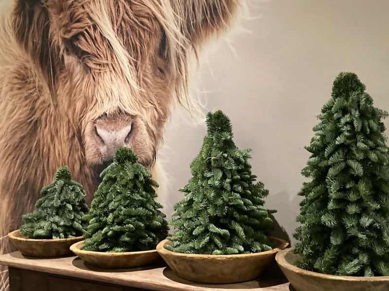 Kerstbomen leverancier brabant | Thuisbezorgd Binnen 2 dagen | Nobilis & Nordman bomen | Naaldvast