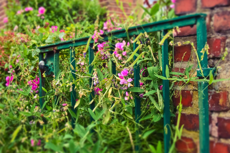 klimplanten-bloeiende-bloemen-geschikt-voor-snijbloemen