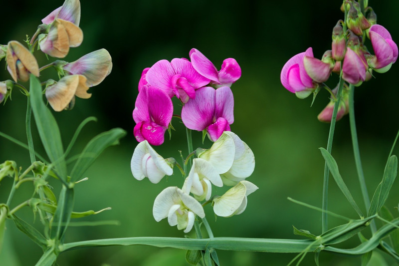 lathyrus-latifolius-langbloeiende-klimplanten
