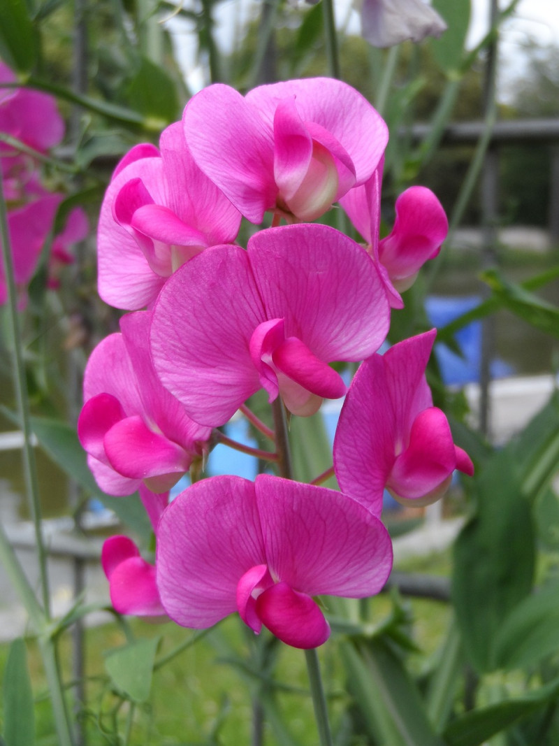 siererwten-klimplanten-soorten-zaden-zaaien-veel-bloemen