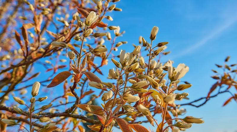 copper-rock-pear-Koper-Rock-Peer-Bloesems-Amelanchier-Lamarckii